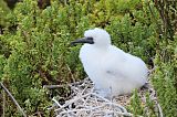 Red-footed Booby